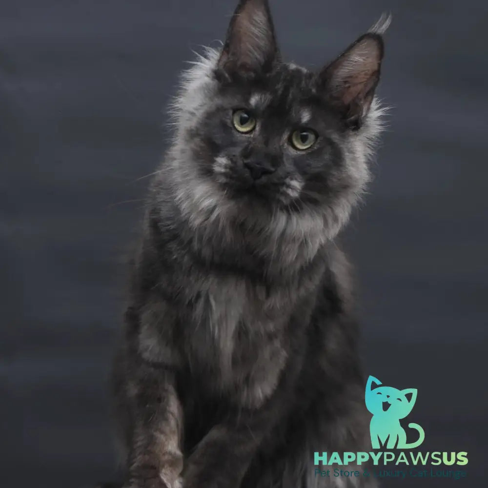 Cosmo Maine Coon female black silver - live animals