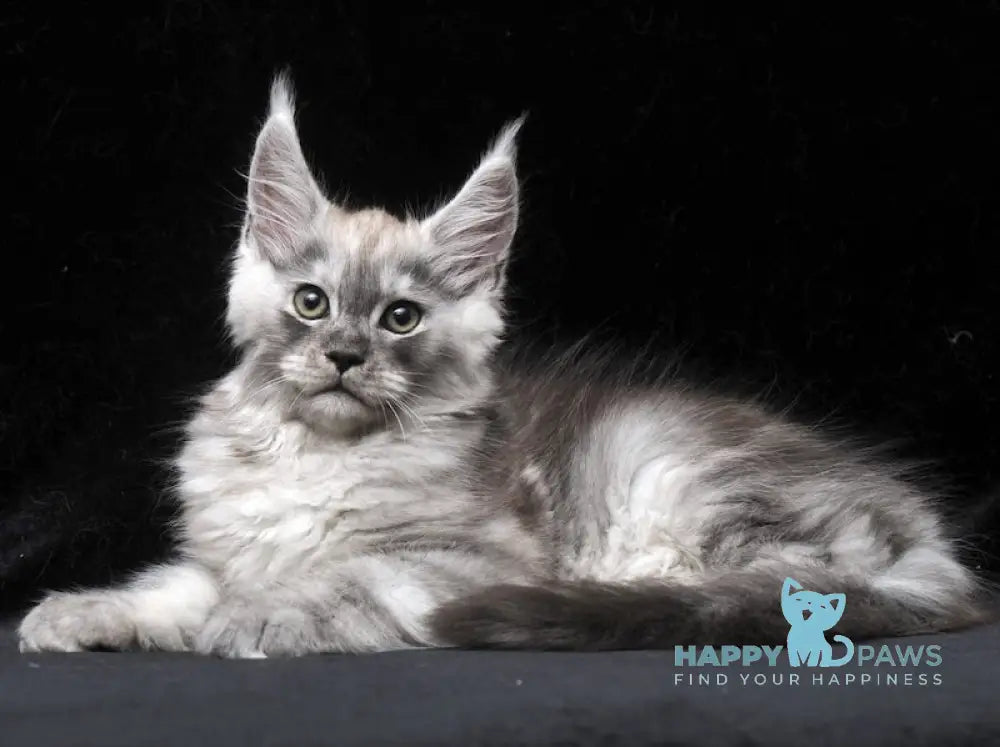 Cosmo Maine Coon male black smoke live animals