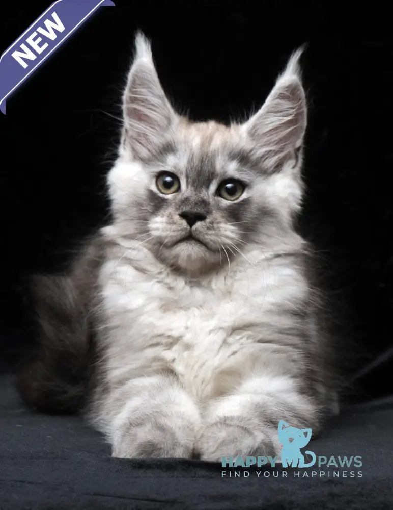 Cosmo Maine Coon male black smoke live animals