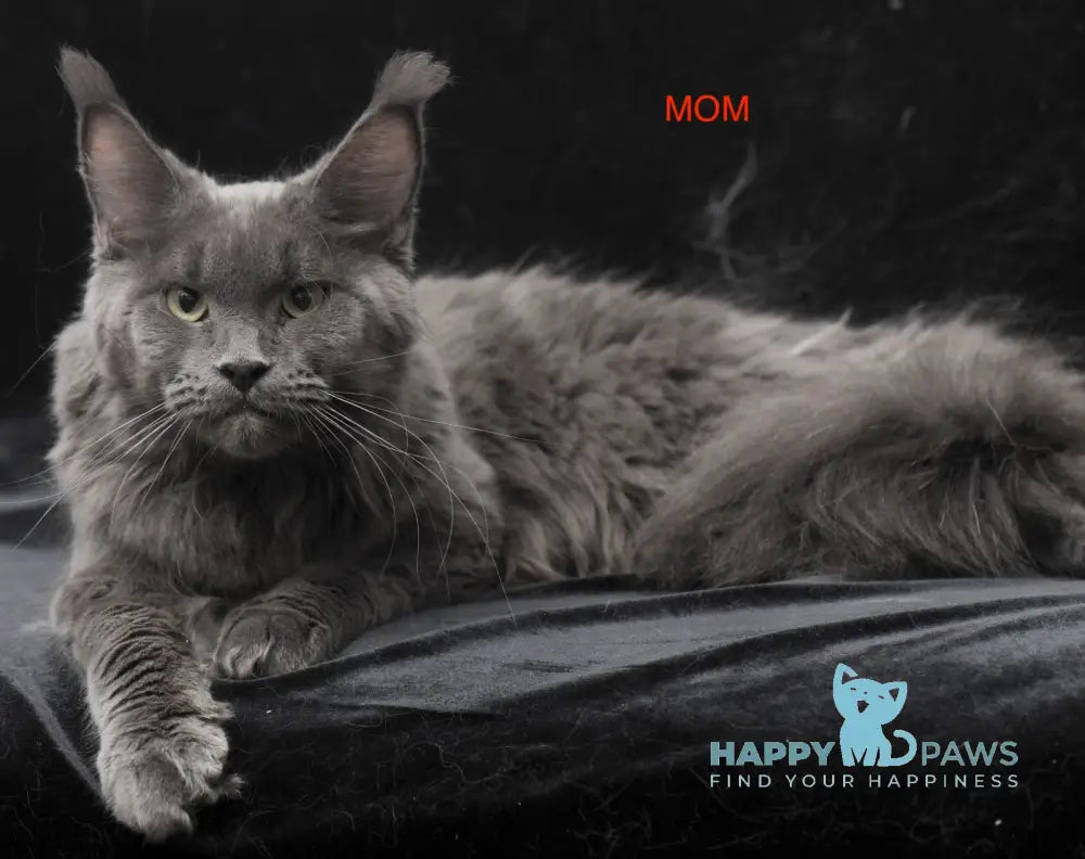 Cosmo Maine Coon male black smoke live animals