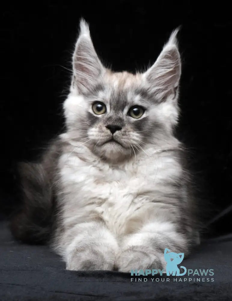 Cosmo Maine Coon male black smoke live animals