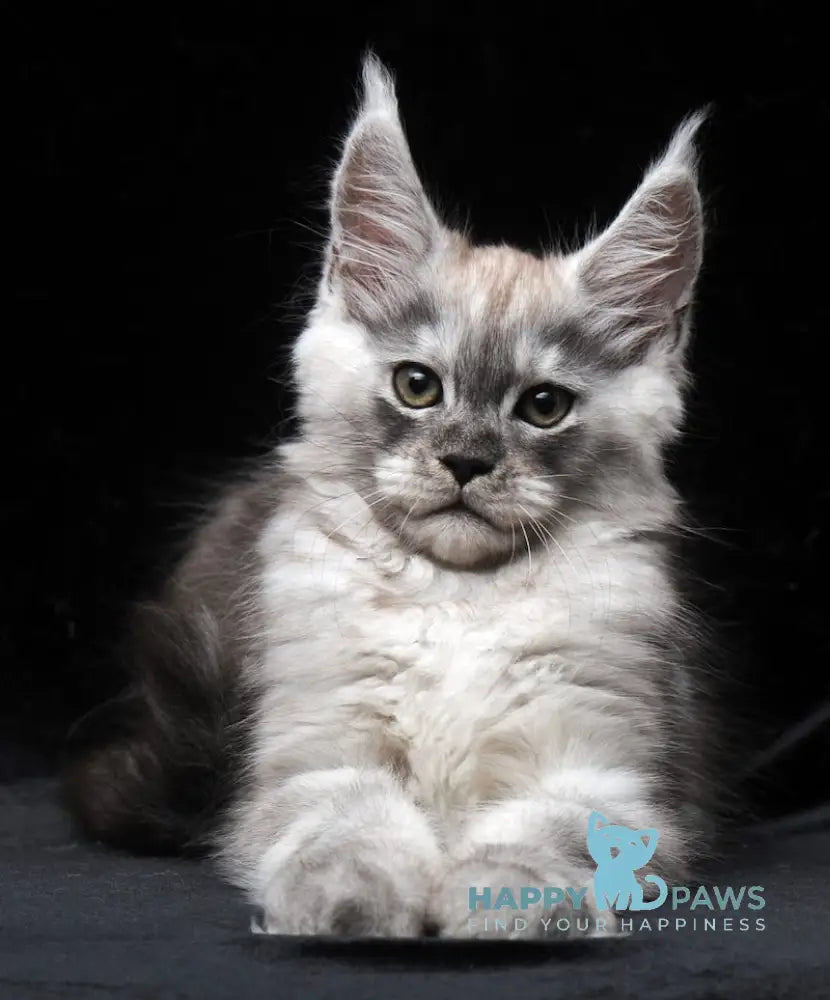 Cosmo Maine Coon male black smoke live animals