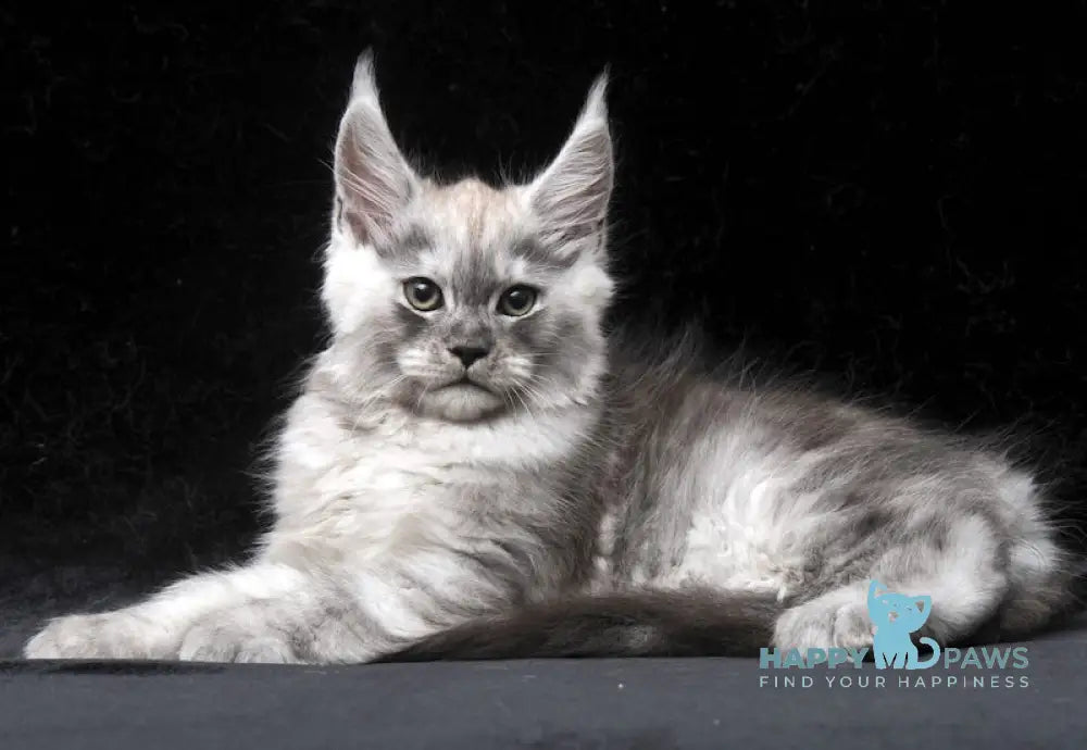 Cosmo Maine Coon male black smoke live animals