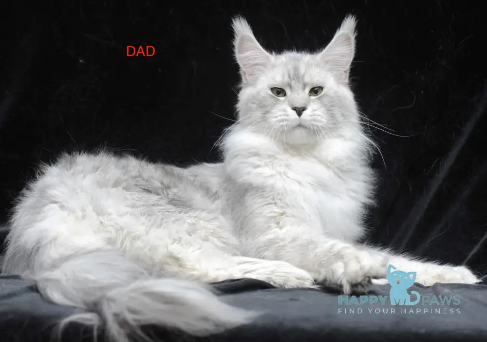 Cosmo Maine Coon male black smoke live animals