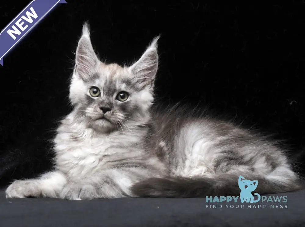 Cosmo Maine Coon male black smoke live animals