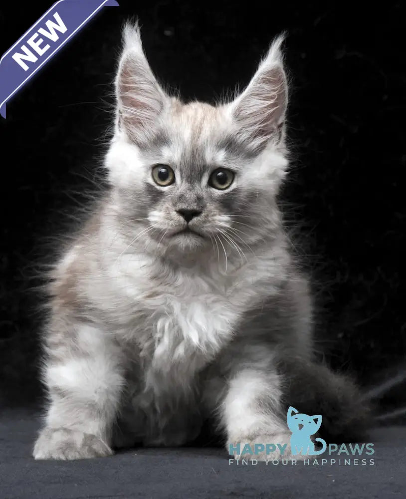 Cosmo Maine Coon male black smoke live animals