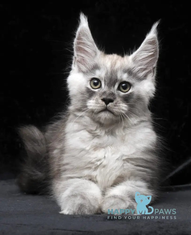 Cosmo Maine Coon male black smoke live animals