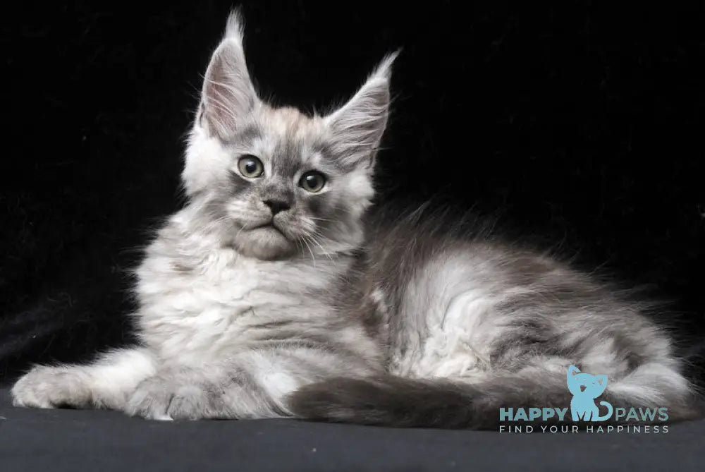 Cosmo Maine Coon male black smoke live animals