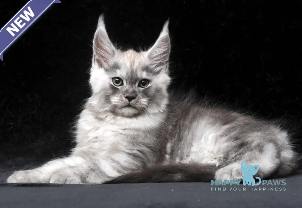 Cosmo Maine Coon male black smoke live animals