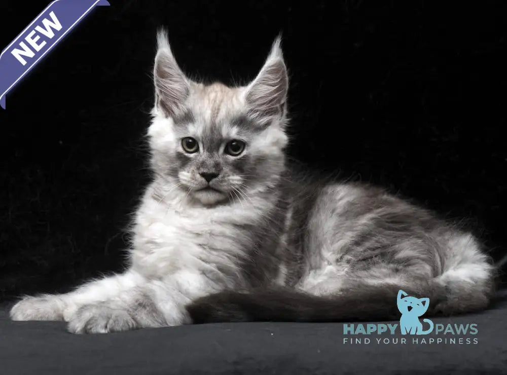 Cosmo Maine Coon male black smoke live animals
