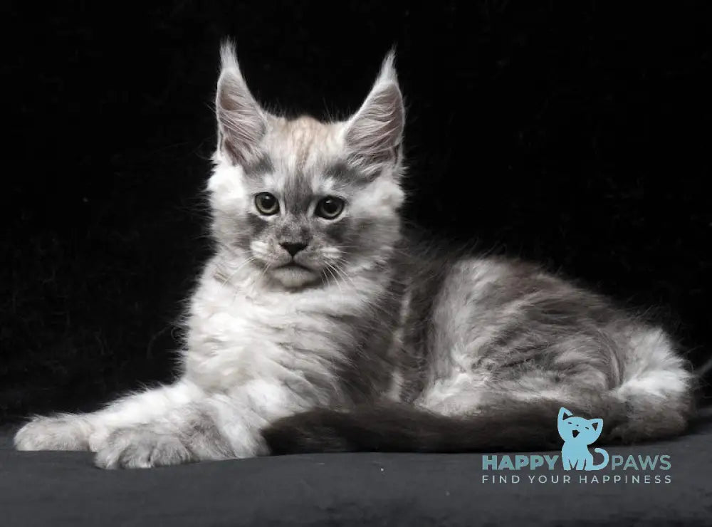Cosmo Maine Coon male black smoke live animals