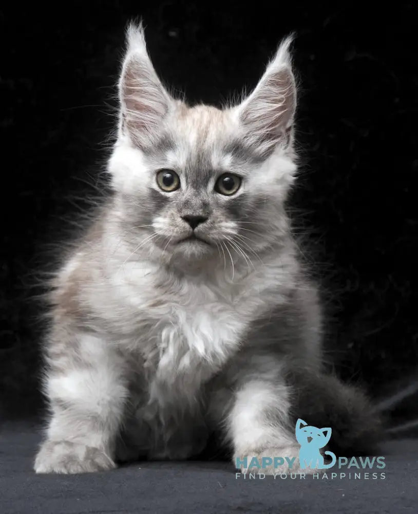 Cosmo Maine Coon male black smoke live animals
