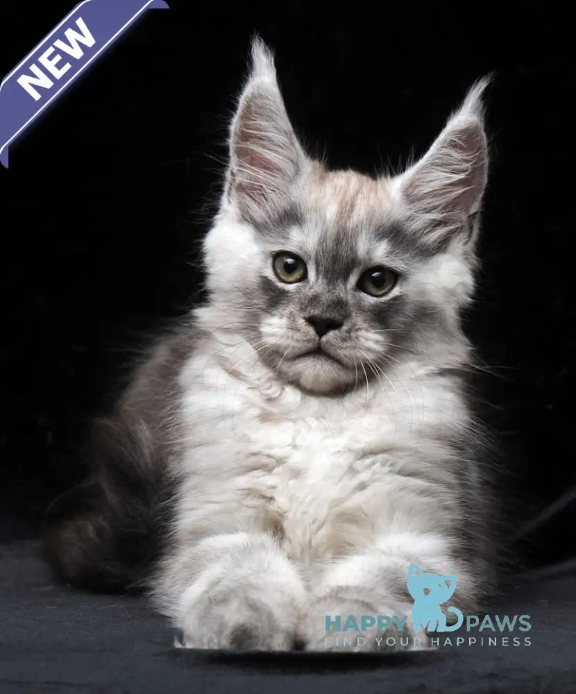 Cosmo Maine Coon male black smoke live animals