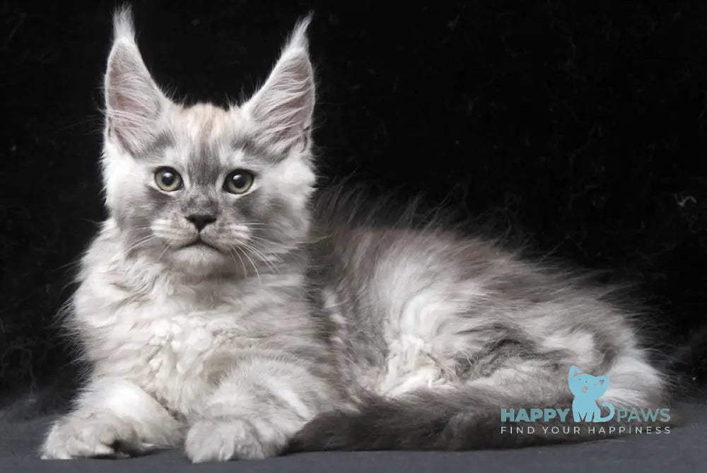 Cosmo Maine Coon male black smoke live animals
