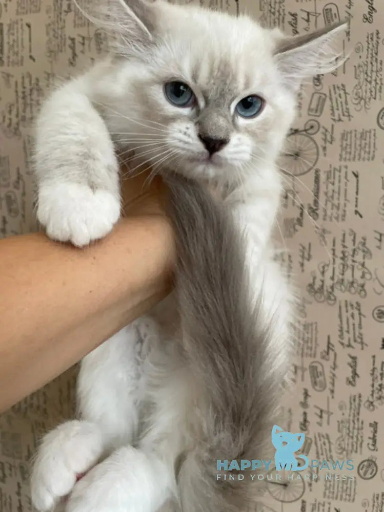 Cosmo Ragdoll male black mitted live animals