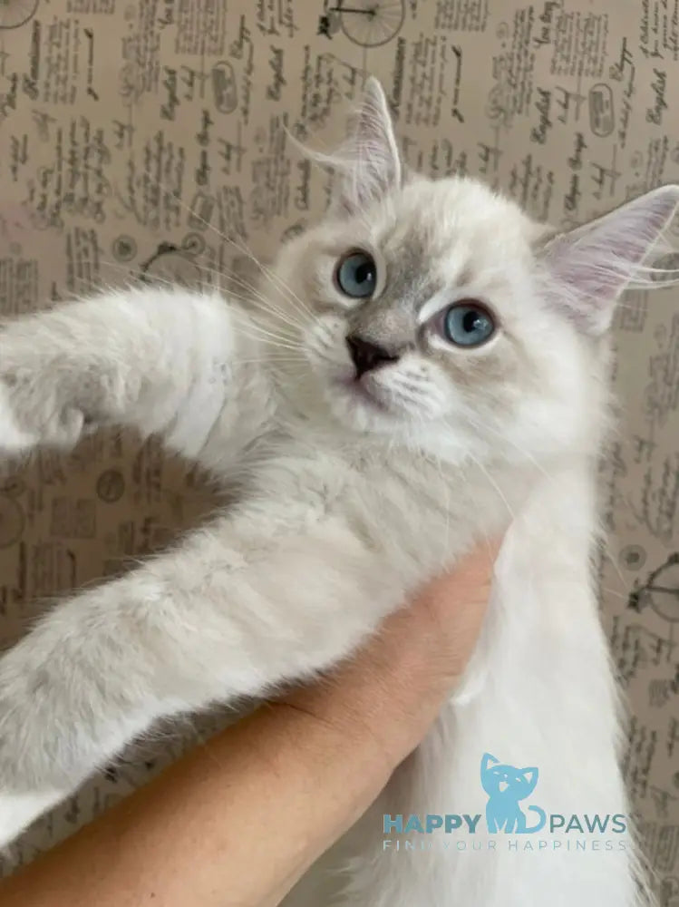 Cosmo Ragdoll male black mitted live animals