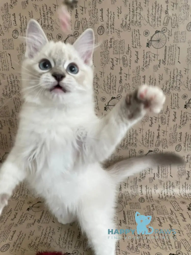 Cosmo Ragdoll male black mitted live animals