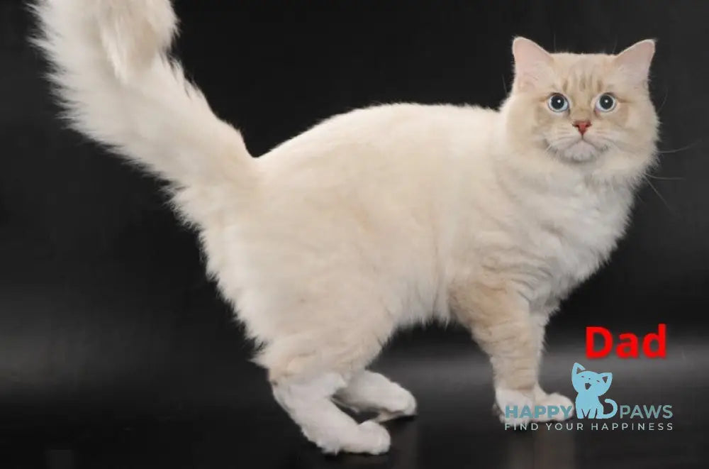 Cosmo Ragdoll male black mitted live animals