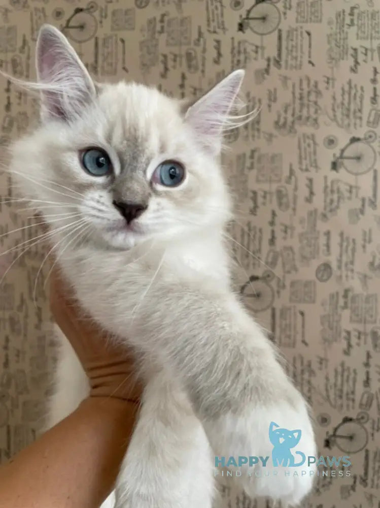 Cosmo Ragdoll male black mitted live animals