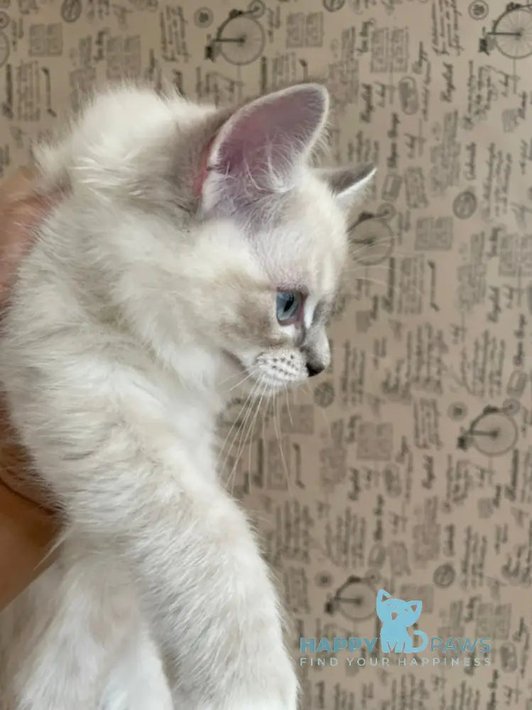 Cosmo Ragdoll male black mitted live animals