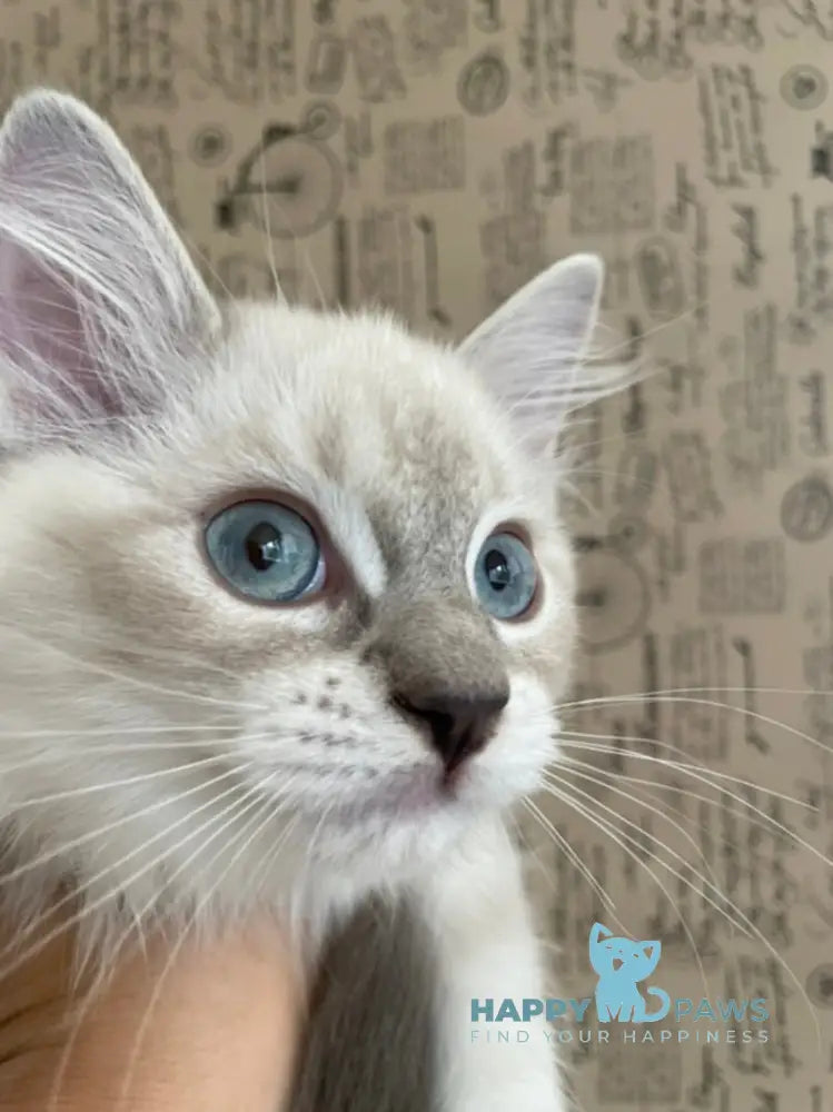 Cosmo Ragdoll male black mitted live animals