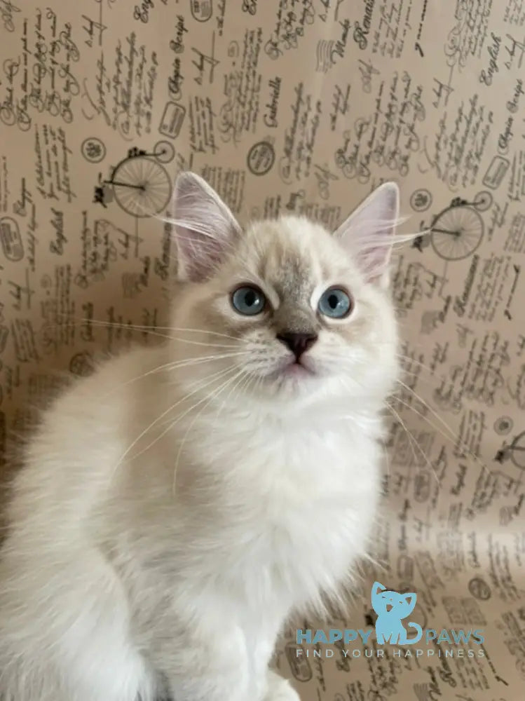 Cosmo Ragdoll male black mitted live animals