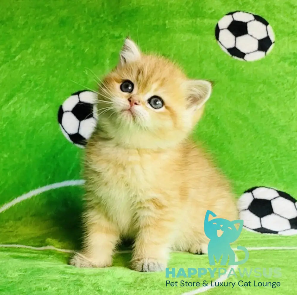 Cosmos British Shorthair male black golden spotted tabby - live animals