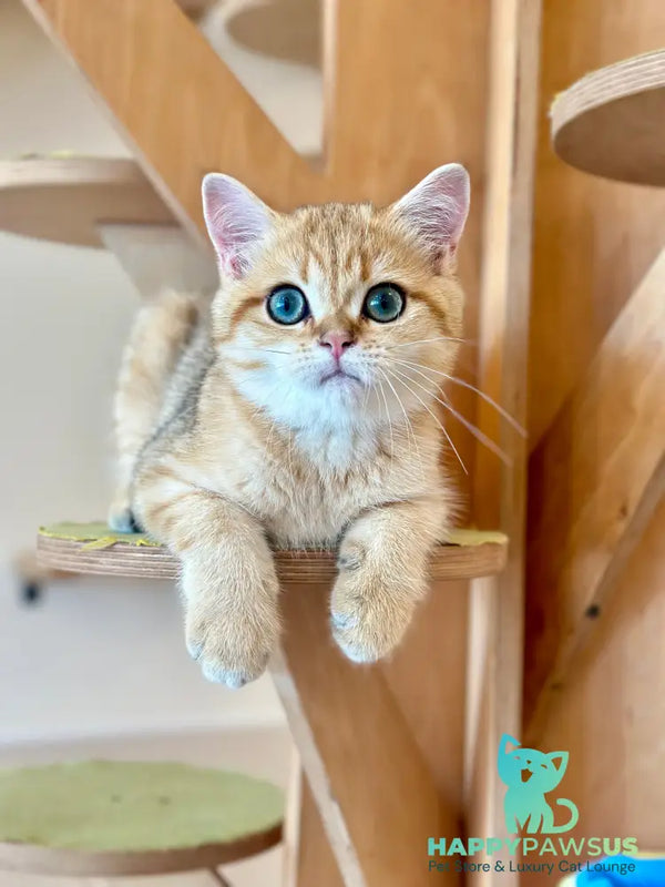 Cosmos British Shorthair male black golden spotted tabby - live animals