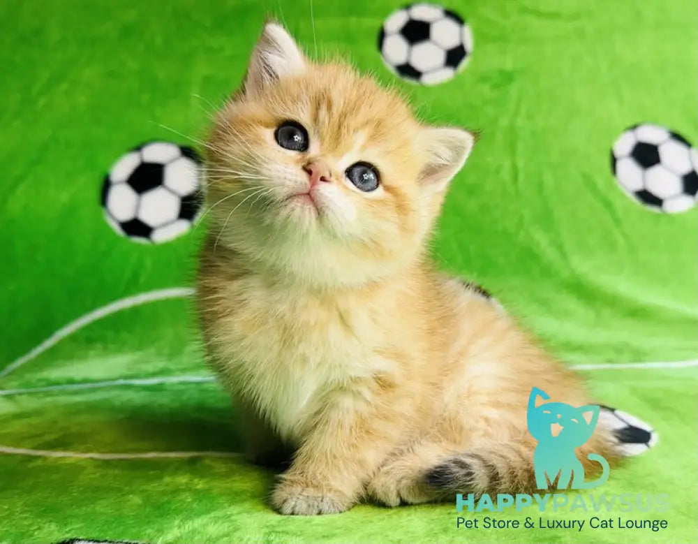 Cosmos British Shorthair male black golden spotted tabby - live animals