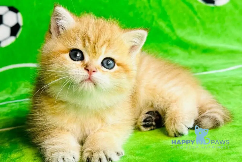 Cosmos British Shorthair male black golden spotted tabby - live animals