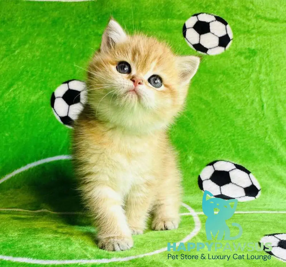 Cosmos British Shorthair male black golden spotted tabby - live animals