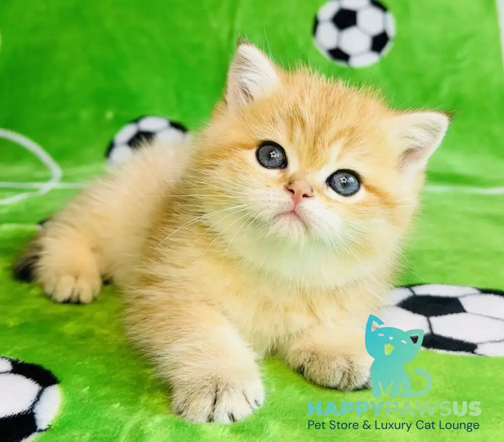 Cosmos British Shorthair male black golden spotted tabby - live animals