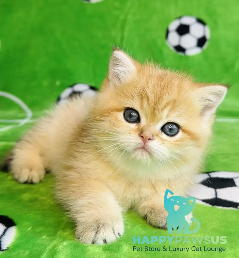 Cosmos British Shorthair male black golden spotted tabby - live animals