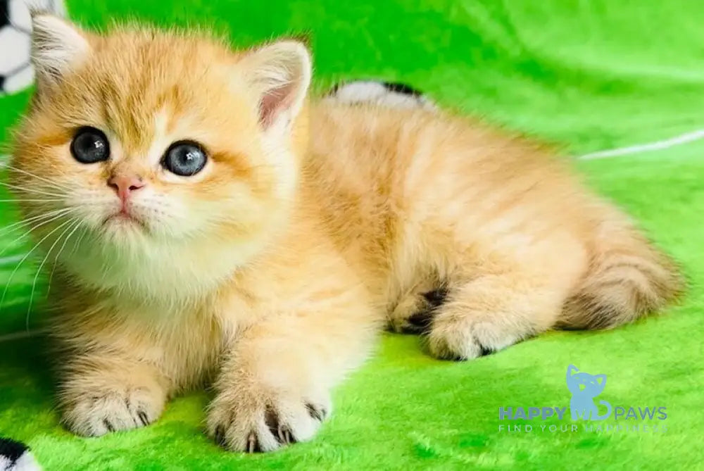Cosmos British Shorthair male black golden spotted tabby - live animals