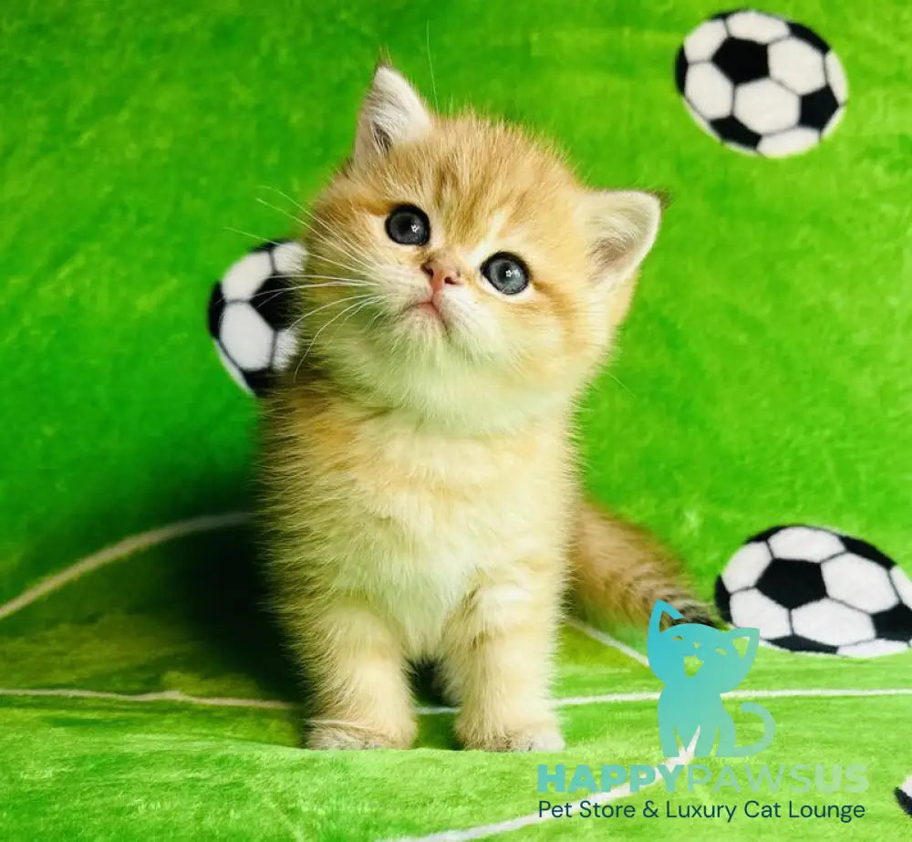 Cosmos British Shorthair male black golden spotted tabby - live animals