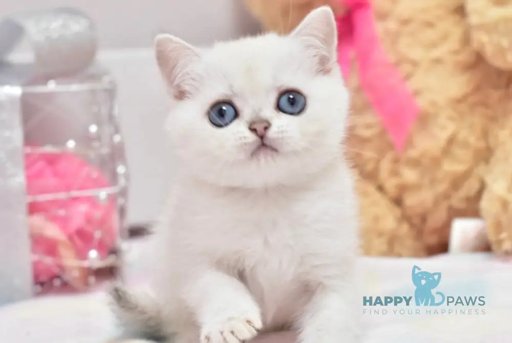 Cosmos British Shorthair male black silver shaded pointed live animals