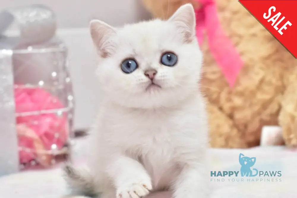 Cosmos British Shorthair male black silver shaded pointed live animals