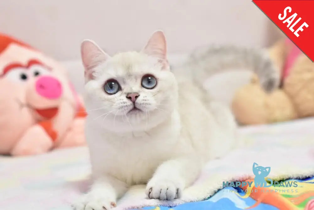 Cosmos British Shorthair male black silver shaded pointed live animals