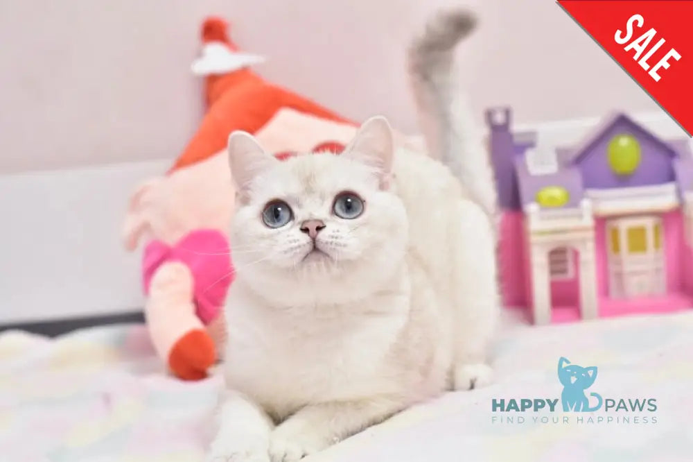 Cosmos British Shorthair male black silver shaded pointed live animals