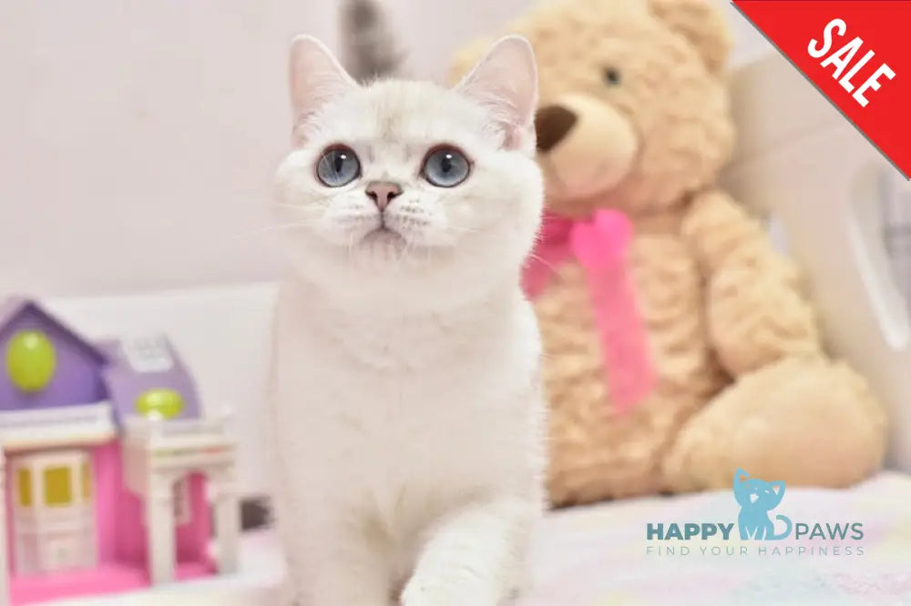 Cosmos British Shorthair male black silver shaded pointed live animals