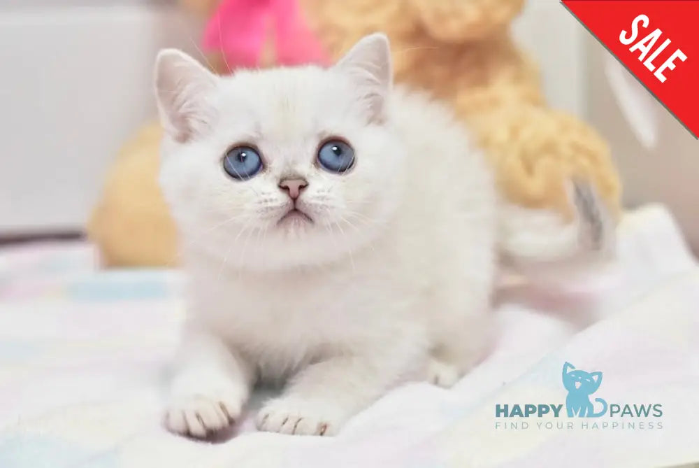 Cosmos British Shorthair male black silver shaded pointed live animals