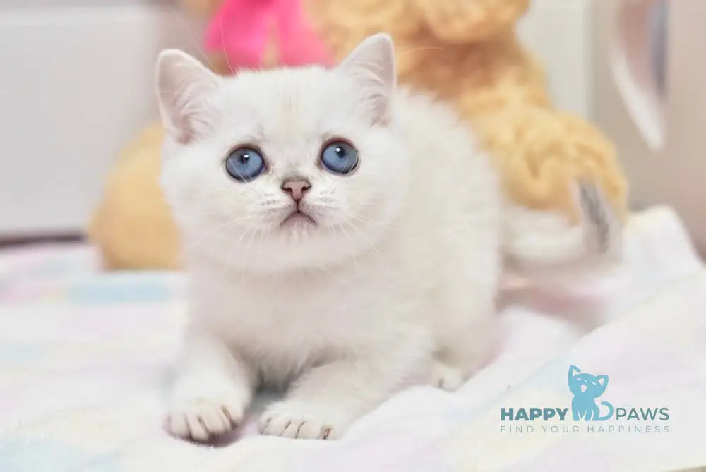Cosmos British Shorthair male black silver shaded pointed live animals