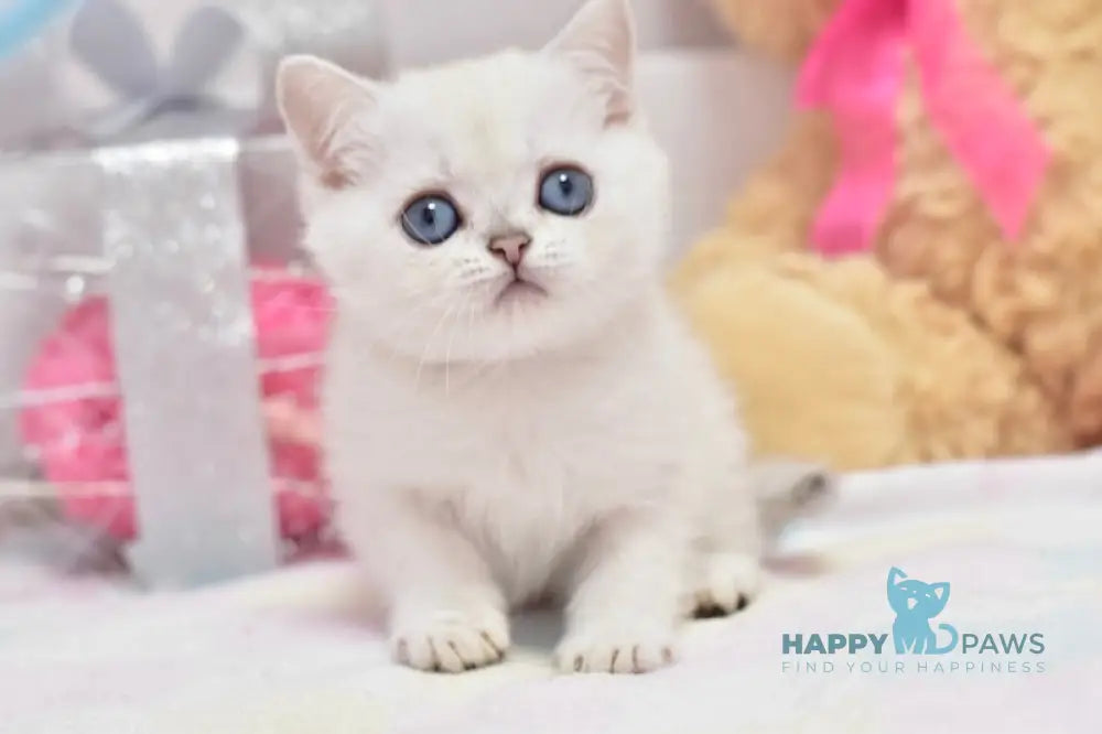 Cosmos British Shorthair male black silver shaded pointed live animals