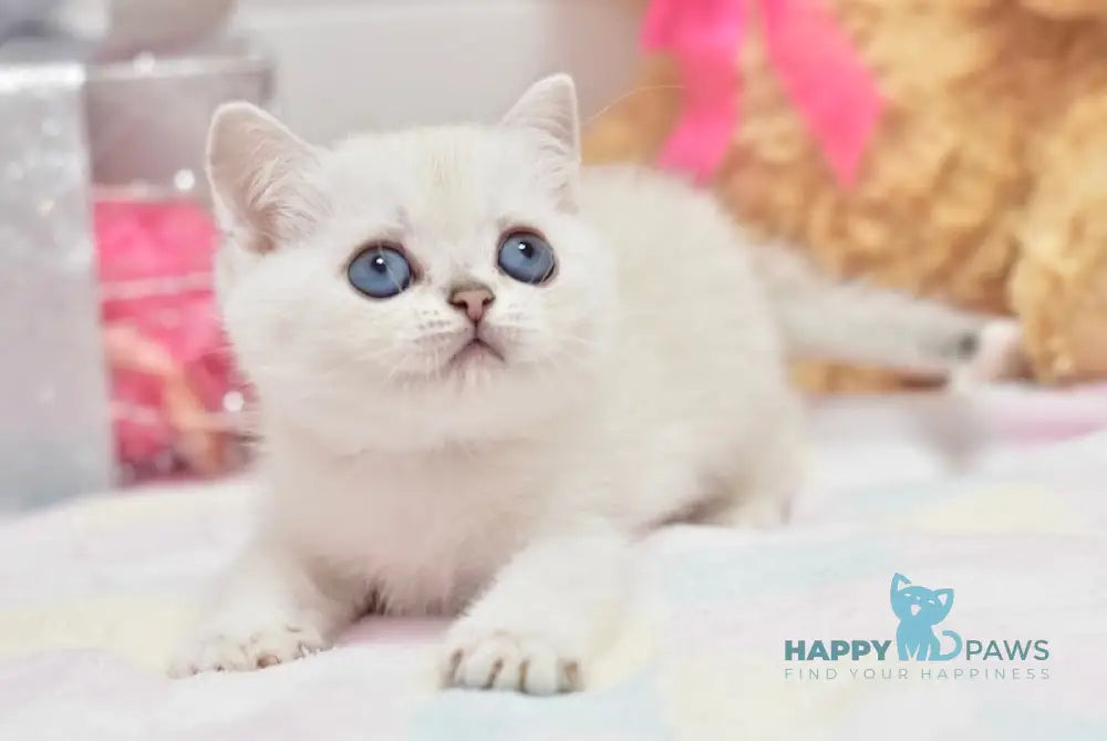 Cosmos British Shorthair male black silver shaded pointed live animals
