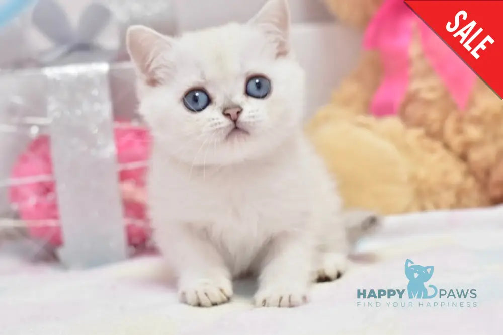 Cosmos British Shorthair male black silver shaded pointed live animals
