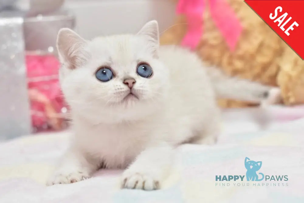 Cosmos British Shorthair male black silver shaded pointed live animals