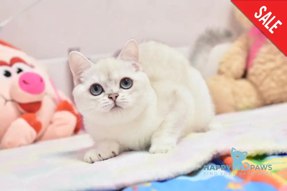 Cosmos British Shorthair male black silver shaded pointed live animals