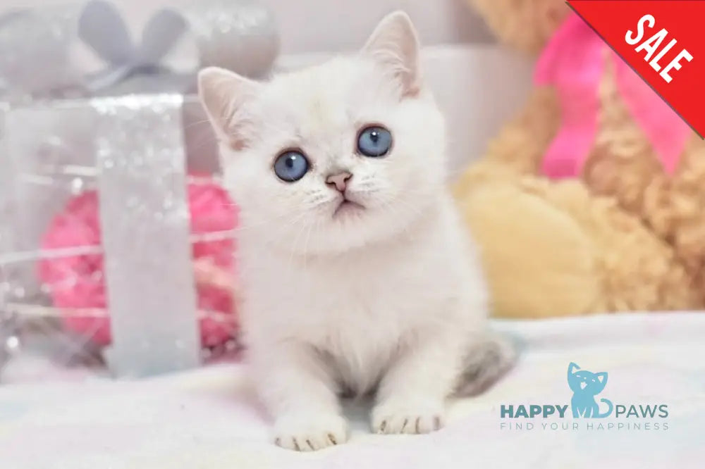 Cosmos British Shorthair male black silver shaded pointed live animals