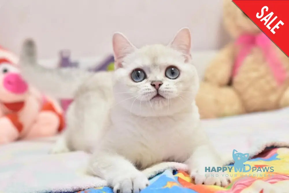 Cosmos British Shorthair male black silver shaded pointed live animals