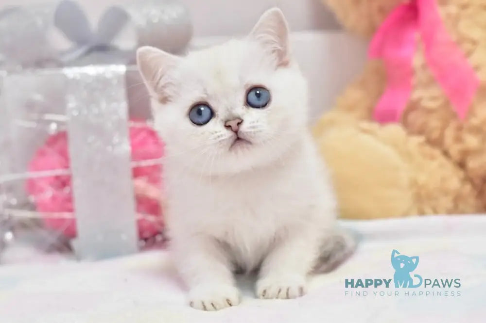 Cosmos British Shorthair male black silver shaded pointed live animals